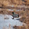 Le Canard colvert a **peu d'exigences**. Il vit dans des **milieux variés** (lacs, marais, côtes, en ville) et peut se contenter de **minuscules plans d'eau** (mares, fossés).