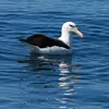 L'Albatros à sourcils noirs est un **oiseau pélagique** (il vit en haute mer).