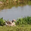 L'Oie cendrée installe son **nid à terre**. Il sera **doublé de duvet**.