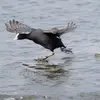 On la remarque souvent **courir à la surface de l'eau** pour prendre de l'élan pour s'envoler&nbsp;ou pour chasser un intrus.