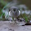Ses pattes **courtes** sont **gris verdâtre**.