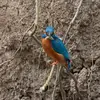 Il creuse son nid dans les **berges sablonneuses** à environ 1 m au-dessus de l'eau.