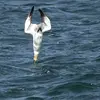 Il **plonge souvent de très haut** pour se nourrir, gardant les **ailes en arrière** pour minimiser le choc. Sa posture ressemble à un **Concorde**.
