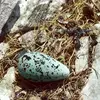 Il donne un **œuf unique, piriforme** (en forme de poire, conique, qui ne peut rouler) adapté à la nidification sur falaise. Ainsi, il est **directement pondu sur la roche**.