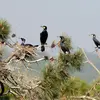 Le Grand Cormoran niche sur le bord des **falaises**, dans les **arbres, près d'un lac** ou **au sol**, dans les roseaux.
