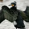 En **plumage nuptial**, on remarque quelques plumes **blanches plus longues sur la tête** (surtout chez les individus plus âgés). Elles tomberont en été.