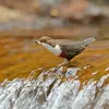 Le Cincle plongeur trouve sa **nourriture dans l'eau**.