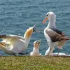 On le rencontre **très rarement en Europe** (en haute mer), en **été ou en automne**. Quelques individus **se mêlent parfois aux colonies écossaises de Fous de Bassan en été**.