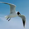 Ses ailes **pointues** rappellent celle des sternes.