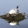 Le nid est installé **au sol**, parfois sur des **touffes** de végétaux, des **îlots** sableux, herbeux ou des **radeaux**.