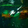 Puis, il **"vole" sous l'eau grâce à ses ailes courtes et étroites** avec ses pattes comme gouvernail.