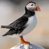 Lorsqu'il est posé sur terre, on reconnaît sa **silhouette ronde**, souvent **bien dressé et droit**.
