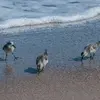 Il traque toute sorte d'**insectes, de mollusques et de vers**, à la limite de l'eau.