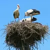 Il est **réoccupé et rechargé chaque année** par le couple et peut ainsi atteindre des **dimensions et un poids importants**.