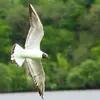 Lors du **premier été**, apparaît le **capuchon noir**, mais les ailes et la queue ressemblent encore un peu au juvénile.