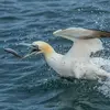 Il reste **dans l'eau environ 5 à 10 secondes** et poursuit parfois sa proie.