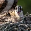Les juvéniles ont un **aspect écailleux clair** sur le dessus de leur plumage et ils ont l'**iris orangé**.