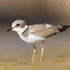 Les **juvéniles** ont un **sourcil chamois indistinct**, le **collier peu marqué**, le **bec plus fin** et un **effet écailleux** sur le plumage du dessus.