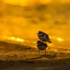 Il peut aussi émettre un **chant nocturne** avec de rapides "pri pri pri…".