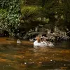 Le Harle bièvre cherche des **arbres à gros tronc** pour nicher dans ses cavités.