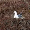 Le Goéland cendré niche en **colonie** ou de manière **isolée**.
