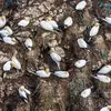 Le Fou de Bassan niche en **énorme colonie** sur les **côtes rocheuses et les îlots rocheux**.