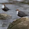 **Mâle et femelle** chantent **toute l'année** sauf pendant la mue en été.