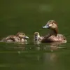 Après l'accouplement, le **mâle** reste avec la femelle **jusqu'à la ponte**, mais ne participe ni à l'incubation ni à l'élevage des jeunes.