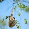 Pour installer le nid, elle choisit des **arbres à branches fines** comme le **bouleau, le saule, le peuplier ou l'aulne**.