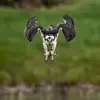 Il vole sur place au-dessus de l'eau et **plonge à pic sur les poissons**. Il plonge tête la première, les ailes repliées et les serres tendues vers l'avant.