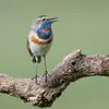 On la reconnaît rapidement à la **couleur bleue** de sa gorge et de sa poitrine et à son **sourcil clair** bien net.