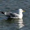 Le goéland cendré est légèrement plus grand qu'une **Mouette rieuse**. Et beaucoup plus petit que le **Goéland argenté**.