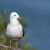 Il a la tête **arrondie** comme une mouette et le bec **plus petit et plus fin** que le Goéland argenté.