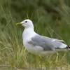 Il niche sur les **côtes, îles, le long des cours d'eau, des lacs**.
