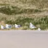 Le Goéland cendré se rassemble **souvent en groupe**.