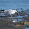 Il mange aussi diverses invertébrés et vertébrés marins (**coquillages, vers**) et terrestres (**rongeurs, vers**) ainsi que des **déchets**.