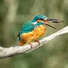 Parfois on le remarque **lancer son poisson en l'air** pour le placer dans la bonne position.