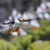 Ses **courtes ailes** le rendent **plus habile à la nage qu'en vol**.