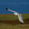 Il vole avec des **longs battements** d'ailes réguliers et **plane** avec ses ailes longues et larges comme les mouettes et autres goélands.