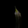 Son **chant** territorial **"oump"** s'entend comme une **corne de brume** loin, dans la nuit. Il répète de manière régulière ce **son sourd**.