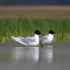 On peut confondre la Mouette rieuse avec la **Mouette mélanocéphale** mais celle-ci a un capuchon **noir** qui descend **jusqu'à la nuque en été** …