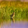 Elle se nourrit dans les **eaux boueuses peu profondes**, au bord des lacs et étangs, **cachée** dans la végétation.