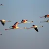 Le Flamant rose produit des **cancanements sonores** qui ressemblent à ceux des oies cendrées (notamment lors des vols nocturnes).