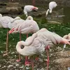 Au repos, il tient **souvent sur une patte**, en fourrant la **tête dans son plumage**.