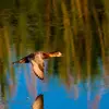 En vol, ses ailes sont **grises** avec une **barre alaire gris clair** avec le **bord des ailes sombre**.