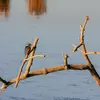 Il est souvent **perché et immobile** au bord de l'eau.