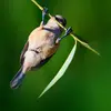 La Rémiz penduline est **habile pour grimper sur le bout des branches fines**, souvent la tête en bas.