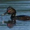 Le Grèbe à cou noir mange surtout des **gros invertébrés aquatiques, des insectes, des larves et crustacés**.