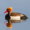 Ne pas confondre avec le **mâle chez la Nette rousse** qui a le **bec rouge, la tête plus claire et un dos brun** plus sombre.