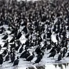 Le Grand Cormoran est bruyant en **colonie**.